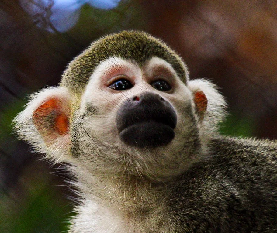 Amazonia | Explore Amazonia — Discover, Learn, and Visit Today